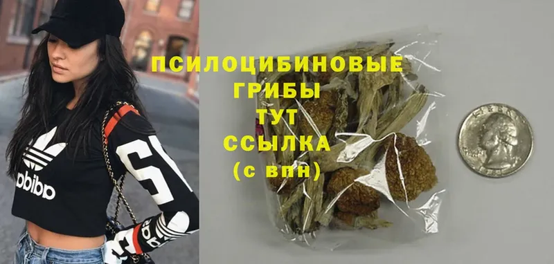 mega вход  Владикавказ  Псилоцибиновые грибы MAGIC MUSHROOMS  купить  цена 